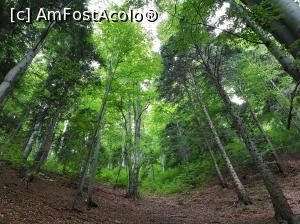 [P49] Coborâm prin pădure spre Fântâna lui Botorog. Admirăm măreția naturii.  » foto by Floryn81
 - 
<span class="allrVoted glyphicon glyphicon-heart hidden" id="av1078742"></span>
<a class="m-l-10 hidden" id="sv1078742" onclick="voting_Foto_DelVot(,1078742,5764)" role="button">șterge vot <span class="glyphicon glyphicon-remove"></span></a>
<a id="v91078742" class=" c-red"  onclick="voting_Foto_SetVot(1078742)" role="button"><span class="glyphicon glyphicon-heart-empty"></span> <b>LIKE</b> = Votează poza</a> <img class="hidden"  id="f1078742W9" src="/imagini/loader.gif" border="0" /><span class="AjErrMes hidden" id="e1078742ErM"></span>