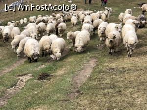 [P13] turma de mioare inca la altitudine in octombrie » foto by Dan&Ema
 - 
<span class="allrVoted glyphicon glyphicon-heart hidden" id="av1024718"></span>
<a class="m-l-10 hidden" id="sv1024718" onclick="voting_Foto_DelVot(,1024718,5764)" role="button">șterge vot <span class="glyphicon glyphicon-remove"></span></a>
<a id="v91024718" class=" c-red"  onclick="voting_Foto_SetVot(1024718)" role="button"><span class="glyphicon glyphicon-heart-empty"></span> <b>LIKE</b> = Votează poza</a> <img class="hidden"  id="f1024718W9" src="/imagini/loader.gif" border="0" /><span class="AjErrMes hidden" id="e1024718ErM"></span>