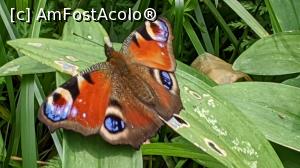 [P10] Ochi de Păun - un fluturaș foarte frumos » foto by Mika
 - 
<span class="allrVoted glyphicon glyphicon-heart hidden" id="av1173739"></span>
<a class="m-l-10 hidden" id="sv1173739" onclick="voting_Foto_DelVot(,1173739,5764)" role="button">șterge vot <span class="glyphicon glyphicon-remove"></span></a>
<a id="v91173739" class=" c-red"  onclick="voting_Foto_SetVot(1173739)" role="button"><span class="glyphicon glyphicon-heart-empty"></span> <b>LIKE</b> = Votează poza</a> <img class="hidden"  id="f1173739W9" src="/imagini/loader.gif" border="0" /><span class="AjErrMes hidden" id="e1173739ErM"></span>