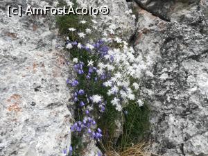 [P21] Aranjament floral cu Barba Ungurului și niște floricele albastre » foto by Mika
 - 
<span class="allrVoted glyphicon glyphicon-heart hidden" id="av1173750"></span>
<a class="m-l-10 hidden" id="sv1173750" onclick="voting_Foto_DelVot(,1173750,5764)" role="button">șterge vot <span class="glyphicon glyphicon-remove"></span></a>
<a id="v91173750" class=" c-red"  onclick="voting_Foto_SetVot(1173750)" role="button"><span class="glyphicon glyphicon-heart-empty"></span> <b>LIKE</b> = Votează poza</a> <img class="hidden"  id="f1173750W9" src="/imagini/loader.gif" border="0" /><span class="AjErrMes hidden" id="e1173750ErM"></span>