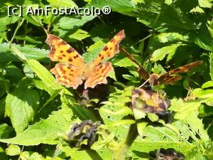 [P03] Fluturașii se jucau pe drum » foto by Mika
 - 
<span class="allrVoted glyphicon glyphicon-heart hidden" id="av1173732"></span>
<a class="m-l-10 hidden" id="sv1173732" onclick="voting_Foto_DelVot(,1173732,5764)" role="button">șterge vot <span class="glyphicon glyphicon-remove"></span></a>
<a id="v91173732" class=" c-red"  onclick="voting_Foto_SetVot(1173732)" role="button"><span class="glyphicon glyphicon-heart-empty"></span> <b>LIKE</b> = Votează poza</a> <img class="hidden"  id="f1173732W9" src="/imagini/loader.gif" border="0" /><span class="AjErrMes hidden" id="e1173732ErM"></span>