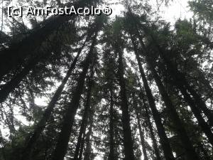 [P31] Brazii erau verzi doar sus, unde pătrunde lumina » foto by Mika
 - 
<span class="allrVoted glyphicon glyphicon-heart hidden" id="av1173760"></span>
<a class="m-l-10 hidden" id="sv1173760" onclick="voting_Foto_DelVot(,1173760,5764)" role="button">șterge vot <span class="glyphicon glyphicon-remove"></span></a>
<a id="v91173760" class=" c-red"  onclick="voting_Foto_SetVot(1173760)" role="button"><span class="glyphicon glyphicon-heart-empty"></span> <b>LIKE</b> = Votează poza</a> <img class="hidden"  id="f1173760W9" src="/imagini/loader.gif" border="0" /><span class="AjErrMes hidden" id="e1173760ErM"></span>