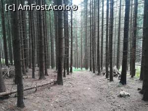 [P33] Cobor&acirc;re prin pădure » foto by Mika
 - 
<span class="allrVoted glyphicon glyphicon-heart hidden" id="av1173762"></span>
<a class="m-l-10 hidden" id="sv1173762" onclick="voting_Foto_DelVot(,1173762,5764)" role="button">șterge vot <span class="glyphicon glyphicon-remove"></span></a>
<a id="v91173762" class=" c-red"  onclick="voting_Foto_SetVot(1173762)" role="button"><span class="glyphicon glyphicon-heart-empty"></span> <b>LIKE</b> = Votează poza</a> <img class="hidden"  id="f1173762W9" src="/imagini/loader.gif" border="0" /><span class="AjErrMes hidden" id="e1173762ErM"></span>