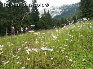 [P37] Poienița cu margarete » foto by Mika
 - 
<span class="allrVoted glyphicon glyphicon-heart hidden" id="av1173766"></span>
<a class="m-l-10 hidden" id="sv1173766" onclick="voting_Foto_DelVot(,1173766,5764)" role="button">șterge vot <span class="glyphicon glyphicon-remove"></span></a>
<a id="v91173766" class=" c-red"  onclick="voting_Foto_SetVot(1173766)" role="button"><span class="glyphicon glyphicon-heart-empty"></span> <b>LIKE</b> = Votează poza</a> <img class="hidden"  id="f1173766W9" src="/imagini/loader.gif" border="0" /><span class="AjErrMes hidden" id="e1173766ErM"></span>