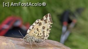 [P39] Un fluturaș frumos » foto by Mika
 - 
<span class="allrVoted glyphicon glyphicon-heart hidden" id="av1173768"></span>
<a class="m-l-10 hidden" id="sv1173768" onclick="voting_Foto_DelVot(,1173768,5764)" role="button">șterge vot <span class="glyphicon glyphicon-remove"></span></a>
<a id="v91173768" class=" c-red"  onclick="voting_Foto_SetVot(1173768)" role="button"><span class="glyphicon glyphicon-heart-empty"></span> <b>LIKE</b> = Votează poza</a> <img class="hidden"  id="f1173768W9" src="/imagini/loader.gif" border="0" /><span class="AjErrMes hidden" id="e1173768ErM"></span>