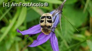 [P40] Fel și fel de insecte » foto by Mika
 - 
<span class="allrVoted glyphicon glyphicon-heart hidden" id="av1173769"></span>
<a class="m-l-10 hidden" id="sv1173769" onclick="voting_Foto_DelVot(,1173769,5764)" role="button">șterge vot <span class="glyphicon glyphicon-remove"></span></a>
<a id="v91173769" class=" c-red"  onclick="voting_Foto_SetVot(1173769)" role="button"><span class="glyphicon glyphicon-heart-empty"></span> <b>LIKE</b> = Votează poza</a> <img class="hidden"  id="f1173769W9" src="/imagini/loader.gif" border="0" /><span class="AjErrMes hidden" id="e1173769ErM"></span>