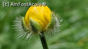 [P41] Bulbuc de munte » foto by Mika
 - 
<span class="allrVoted glyphicon glyphicon-heart hidden" id="av1173770"></span>
<a class="m-l-10 hidden" id="sv1173770" onclick="voting_Foto_DelVot(,1173770,5764)" role="button">șterge vot <span class="glyphicon glyphicon-remove"></span></a>
<a id="v91173770" class=" c-red"  onclick="voting_Foto_SetVot(1173770)" role="button"><span class="glyphicon glyphicon-heart-empty"></span> <b>LIKE</b> = Votează poza</a> <img class="hidden"  id="f1173770W9" src="/imagini/loader.gif" border="0" /><span class="AjErrMes hidden" id="e1173770ErM"></span>