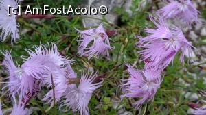 [P42] Barba Ungurului in varianta lila » foto by Mika
 - 
<span class="allrVoted glyphicon glyphicon-heart hidden" id="av1173771"></span>
<a class="m-l-10 hidden" id="sv1173771" onclick="voting_Foto_DelVot(,1173771,5764)" role="button">șterge vot <span class="glyphicon glyphicon-remove"></span></a>
<a id="v91173771" class=" c-red"  onclick="voting_Foto_SetVot(1173771)" role="button"><span class="glyphicon glyphicon-heart-empty"></span> <b>LIKE</b> = Votează poza</a> <img class="hidden"  id="f1173771W9" src="/imagini/loader.gif" border="0" /><span class="AjErrMes hidden" id="e1173771ErM"></span>