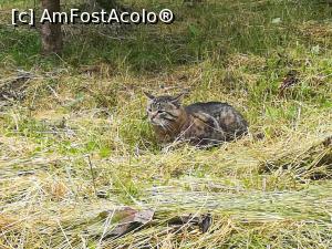 [P43] Un locuitor de la Cabana Garofița » foto by Mika
 - 
<span class="allrVoted glyphicon glyphicon-heart hidden" id="av1173772"></span>
<a class="m-l-10 hidden" id="sv1173772" onclick="voting_Foto_DelVot(,1173772,5764)" role="button">șterge vot <span class="glyphicon glyphicon-remove"></span></a>
<a id="v91173772" class=" c-red"  onclick="voting_Foto_SetVot(1173772)" role="button"><span class="glyphicon glyphicon-heart-empty"></span> <b>LIKE</b> = Votează poza</a> <img class="hidden"  id="f1173772W9" src="/imagini/loader.gif" border="0" /><span class="AjErrMes hidden" id="e1173772ErM"></span>