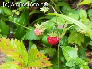 [P44] Am m&acirc;ncat și c&acirc;teva frăguțe » foto by Mika
 - 
<span class="allrVoted glyphicon glyphicon-heart hidden" id="av1173773"></span>
<a class="m-l-10 hidden" id="sv1173773" onclick="voting_Foto_DelVot(,1173773,5764)" role="button">șterge vot <span class="glyphicon glyphicon-remove"></span></a>
<a id="v91173773" class=" c-red"  onclick="voting_Foto_SetVot(1173773)" role="button"><span class="glyphicon glyphicon-heart-empty"></span> <b>LIKE</b> = Votează poza</a> <img class="hidden"  id="f1173773W9" src="/imagini/loader.gif" border="0" /><span class="AjErrMes hidden" id="e1173773ErM"></span>