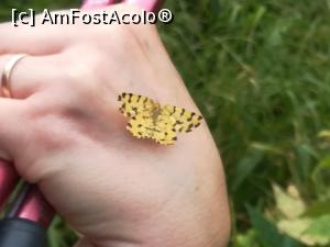 [P45] Un alt fluturaș » foto by Mika
 - 
<span class="allrVoted glyphicon glyphicon-heart hidden" id="av1173774"></span>
<a class="m-l-10 hidden" id="sv1173774" onclick="voting_Foto_DelVot(,1173774,5764)" role="button">șterge vot <span class="glyphicon glyphicon-remove"></span></a>
<a id="v91173774" class=" c-red"  onclick="voting_Foto_SetVot(1173774)" role="button"><span class="glyphicon glyphicon-heart-empty"></span> <b>LIKE</b> = Votează poza</a> <img class="hidden"  id="f1173774W9" src="/imagini/loader.gif" border="0" /><span class="AjErrMes hidden" id="e1173774ErM"></span>