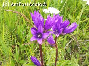 [P46] Un soi de gențiană » foto by Mika
 - 
<span class="allrVoted glyphicon glyphicon-heart hidden" id="av1173775"></span>
<a class="m-l-10 hidden" id="sv1173775" onclick="voting_Foto_DelVot(,1173775,5764)" role="button">șterge vot <span class="glyphicon glyphicon-remove"></span></a>
<a id="v91173775" class=" c-red"  onclick="voting_Foto_SetVot(1173775)" role="button"><span class="glyphicon glyphicon-heart-empty"></span> <b>LIKE</b> = Votează poza</a> <img class="hidden"  id="f1173775W9" src="/imagini/loader.gif" border="0" /><span class="AjErrMes hidden" id="e1173775ErM"></span>