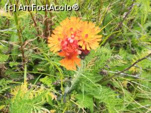 [P47] Floare numită Vulturel » foto by Mika
 - 
<span class="allrVoted glyphicon glyphicon-heart hidden" id="av1173776"></span>
<a class="m-l-10 hidden" id="sv1173776" onclick="voting_Foto_DelVot(,1173776,5764)" role="button">șterge vot <span class="glyphicon glyphicon-remove"></span></a>
<a id="v91173776" class=" c-red"  onclick="voting_Foto_SetVot(1173776)" role="button"><span class="glyphicon glyphicon-heart-empty"></span> <b>LIKE</b> = Votează poza</a> <img class="hidden"  id="f1173776W9" src="/imagini/loader.gif" border="0" /><span class="AjErrMes hidden" id="e1173776ErM"></span>