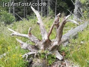 [P48] Un copac smuls din păm&acirc;nt, cu o rădăcină interesantă » foto by Mika
 - 
<span class="allrVoted glyphicon glyphicon-heart hidden" id="av1173777"></span>
<a class="m-l-10 hidden" id="sv1173777" onclick="voting_Foto_DelVot(,1173777,5764)" role="button">șterge vot <span class="glyphicon glyphicon-remove"></span></a>
<a id="v91173777" class=" c-red"  onclick="voting_Foto_SetVot(1173777)" role="button"><span class="glyphicon glyphicon-heart-empty"></span> <b>LIKE</b> = Votează poza</a> <img class="hidden"  id="f1173777W9" src="/imagini/loader.gif" border="0" /><span class="AjErrMes hidden" id="e1173777ErM"></span>