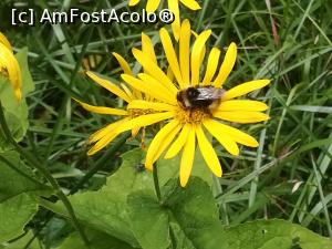 [P49] Flori și insecte » foto by Mika
 - 
<span class="allrVoted glyphicon glyphicon-heart hidden" id="av1173778"></span>
<a class="m-l-10 hidden" id="sv1173778" onclick="voting_Foto_DelVot(,1173778,5764)" role="button">șterge vot <span class="glyphicon glyphicon-remove"></span></a>
<a id="v91173778" class=" c-red"  onclick="voting_Foto_SetVot(1173778)" role="button"><span class="glyphicon glyphicon-heart-empty"></span> <b>LIKE</b> = Votează poza</a> <img class="hidden"  id="f1173778W9" src="/imagini/loader.gif" border="0" /><span class="AjErrMes hidden" id="e1173778ErM"></span>