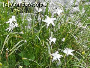 [P50] Barba Ungurului » foto by Mika
 - 
<span class="allrVoted glyphicon glyphicon-heart hidden" id="av1173779"></span>
<a class="m-l-10 hidden" id="sv1173779" onclick="voting_Foto_DelVot(,1173779,5764)" role="button">șterge vot <span class="glyphicon glyphicon-remove"></span></a>
<a id="v91173779" class=" c-red"  onclick="voting_Foto_SetVot(1173779)" role="button"><span class="glyphicon glyphicon-heart-empty"></span> <b>LIKE</b> = Votează poza</a> <img class="hidden"  id="f1173779W9" src="/imagini/loader.gif" border="0" /><span class="AjErrMes hidden" id="e1173779ErM"></span>