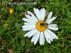 [P53] Mă iubește....nu mă iubește.... » foto by Mika
 - 
<span class="allrVoted glyphicon glyphicon-heart hidden" id="av1173782"></span>
<a class="m-l-10 hidden" id="sv1173782" onclick="voting_Foto_DelVot(,1173782,5764)" role="button">șterge vot <span class="glyphicon glyphicon-remove"></span></a>
<a id="v91173782" class=" c-red"  onclick="voting_Foto_SetVot(1173782)" role="button"><span class="glyphicon glyphicon-heart-empty"></span> <b>LIKE</b> = Votează poza</a> <img class="hidden"  id="f1173782W9" src="/imagini/loader.gif" border="0" /><span class="AjErrMes hidden" id="e1173782ErM"></span>