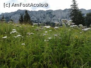 [P07] V&acirc;rfurile st&acirc;ncoase ale Craiului văzute din Poiana Tămășel » foto by Mika
 - 
<span class="allrVoted glyphicon glyphicon-heart hidden" id="av1173736"></span>
<a class="m-l-10 hidden" id="sv1173736" onclick="voting_Foto_DelVot(,1173736,5764)" role="button">șterge vot <span class="glyphicon glyphicon-remove"></span></a>
<a id="v91173736" class=" c-red"  onclick="voting_Foto_SetVot(1173736)" role="button"><span class="glyphicon glyphicon-heart-empty"></span> <b>LIKE</b> = Votează poza</a> <img class="hidden"  id="f1173736W9" src="/imagini/loader.gif" border="0" /><span class="AjErrMes hidden" id="e1173736ErM"></span>