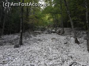 [P04] Pădure cu grohotiș » foto by Mika
 - 
<span class="allrVoted glyphicon glyphicon-heart hidden" id="av1195017"></span>
<a class="m-l-10 hidden" id="sv1195017" onclick="voting_Foto_DelVot(,1195017,5764)" role="button">șterge vot <span class="glyphicon glyphicon-remove"></span></a>
<a id="v91195017" class=" c-red"  onclick="voting_Foto_SetVot(1195017)" role="button"><span class="glyphicon glyphicon-heart-empty"></span> <b>LIKE</b> = Votează poza</a> <img class="hidden"  id="f1195017W9" src="/imagini/loader.gif" border="0" /><span class="AjErrMes hidden" id="e1195017ErM"></span>