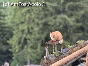 [P04] Motanul Portocala » foto by Mika
 - 
<span class="allrVoted glyphicon glyphicon-heart hidden" id="av1508271"></span>
<a class="m-l-10 hidden" id="sv1508271" onclick="voting_Foto_DelVot(,1508271,5764)" role="button">șterge vot <span class="glyphicon glyphicon-remove"></span></a>
<a id="v91508271" class=" c-red"  onclick="voting_Foto_SetVot(1508271)" role="button"><span class="glyphicon glyphicon-heart-empty"></span> <b>LIKE</b> = Votează poza</a> <img class="hidden"  id="f1508271W9" src="/imagini/loader.gif" border="0" /><span class="AjErrMes hidden" id="e1508271ErM"></span>