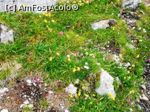 [P12] Floricele pe munte » foto by Mika
 - 
<span class="allrVoted glyphicon glyphicon-heart hidden" id="av1090858"></span>
<a class="m-l-10 hidden" id="sv1090858" onclick="voting_Foto_DelVot(,1090858,5764)" role="button">șterge vot <span class="glyphicon glyphicon-remove"></span></a>
<a id="v91090858" class=" c-red"  onclick="voting_Foto_SetVot(1090858)" role="button"><span class="glyphicon glyphicon-heart-empty"></span> <b>LIKE</b> = Votează poza</a> <img class="hidden"  id="f1090858W9" src="/imagini/loader.gif" border="0" /><span class="AjErrMes hidden" id="e1090858ErM"></span>