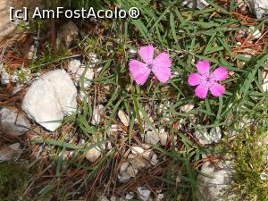 [P15] Și primele garofițe văzute » foto by Mika
 - 
<span class="allrVoted glyphicon glyphicon-heart hidden" id="av1090861"></span>
<a class="m-l-10 hidden" id="sv1090861" onclick="voting_Foto_DelVot(,1090861,5764)" role="button">șterge vot <span class="glyphicon glyphicon-remove"></span></a>
<a id="v91090861" class=" c-red"  onclick="voting_Foto_SetVot(1090861)" role="button"><span class="glyphicon glyphicon-heart-empty"></span> <b>LIKE</b> = Votează poza</a> <img class="hidden"  id="f1090861W9" src="/imagini/loader.gif" border="0" /><span class="AjErrMes hidden" id="e1090861ErM"></span>