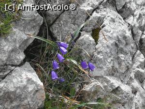 [P21] Alte floricele printre stânci » foto by Mika
 - 
<span class="allrVoted glyphicon glyphicon-heart hidden" id="av1090868"></span>
<a class="m-l-10 hidden" id="sv1090868" onclick="voting_Foto_DelVot(,1090868,5764)" role="button">șterge vot <span class="glyphicon glyphicon-remove"></span></a>
<a id="v91090868" class=" c-red"  onclick="voting_Foto_SetVot(1090868)" role="button"><span class="glyphicon glyphicon-heart-empty"></span> <b>LIKE</b> = Votează poza</a> <img class="hidden"  id="f1090868W9" src="/imagini/loader.gif" border="0" /><span class="AjErrMes hidden" id="e1090868ErM"></span>