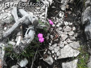 [P30] Câteva garofițe printre stânci » foto by Mika
 - 
<span class="allrVoted glyphicon glyphicon-heart hidden" id="av1090880"></span>
<a class="m-l-10 hidden" id="sv1090880" onclick="voting_Foto_DelVot(,1090880,5764)" role="button">șterge vot <span class="glyphicon glyphicon-remove"></span></a>
<a id="v91090880" class=" c-red"  onclick="voting_Foto_SetVot(1090880)" role="button"><span class="glyphicon glyphicon-heart-empty"></span> <b>LIKE</b> = Votează poza</a> <img class="hidden"  id="f1090880W9" src="/imagini/loader.gif" border="0" /><span class="AjErrMes hidden" id="e1090880ErM"></span>