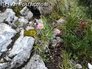 [P33] Alte floricele de munte » foto by Mika
 - 
<span class="allrVoted glyphicon glyphicon-heart hidden" id="av1090887"></span>
<a class="m-l-10 hidden" id="sv1090887" onclick="voting_Foto_DelVot(,1090887,5764)" role="button">șterge vot <span class="glyphicon glyphicon-remove"></span></a>
<a id="v91090887" class=" c-red"  onclick="voting_Foto_SetVot(1090887)" role="button"><span class="glyphicon glyphicon-heart-empty"></span> <b>LIKE</b> = Votează poza</a> <img class="hidden"  id="f1090887W9" src="/imagini/loader.gif" border="0" /><span class="AjErrMes hidden" id="e1090887ErM"></span>