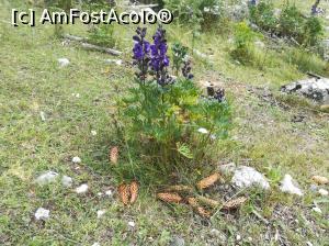[P47] Floricele in Poiana Zănoaga » foto by Mika
 - 
<span class="allrVoted glyphicon glyphicon-heart hidden" id="av1090914"></span>
<a class="m-l-10 hidden" id="sv1090914" onclick="voting_Foto_DelVot(,1090914,5764)" role="button">șterge vot <span class="glyphicon glyphicon-remove"></span></a>
<a id="v91090914" class=" c-red"  onclick="voting_Foto_SetVot(1090914)" role="button"><span class="glyphicon glyphicon-heart-empty"></span> <b>LIKE</b> = Votează poza</a> <img class="hidden"  id="f1090914W9" src="/imagini/loader.gif" border="0" /><span class="AjErrMes hidden" id="e1090914ErM"></span>