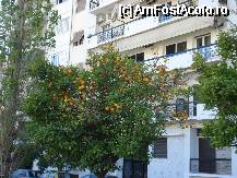 [P06] Mandarinii salbatici sunt pomi ornamentali folositi peste tot in Pireus si Athena » foto by ionescunic
 - 
<span class="allrVoted glyphicon glyphicon-heart hidden" id="av75400"></span>
<a class="m-l-10 hidden" id="sv75400" onclick="voting_Foto_DelVot(,75400,5773)" role="button">șterge vot <span class="glyphicon glyphicon-remove"></span></a>
<a id="v975400" class=" c-red"  onclick="voting_Foto_SetVot(75400)" role="button"><span class="glyphicon glyphicon-heart-empty"></span> <b>LIKE</b> = Votează poza</a> <img class="hidden"  id="f75400W9" src="/imagini/loader.gif" border="0" /><span class="AjErrMes hidden" id="e75400ErM"></span>