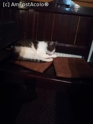 [P12] Se tinea destul de bine la cei 14 ani ai lui. Dar, daca ne gandim ce bunatati savureaza zilnic... sa tot fii motanul restaurantului Nicos!  » foto by Sejurica
 - 
<span class="allrVoted glyphicon glyphicon-heart hidden" id="av943582"></span>
<a class="m-l-10 hidden" id="sv943582" onclick="voting_Foto_DelVot(,943582,5780)" role="button">șterge vot <span class="glyphicon glyphicon-remove"></span></a>
<a id="v9943582" class=" c-red"  onclick="voting_Foto_SetVot(943582)" role="button"><span class="glyphicon glyphicon-heart-empty"></span> <b>LIKE</b> = Votează poza</a> <img class="hidden"  id="f943582W9" src="/imagini/loader.gif" border="0" /><span class="AjErrMes hidden" id="e943582ErM"></span>
