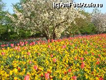 [P14] Parcul Luisei - in primavara o splendoare » foto by Pami*
 - 
<span class="allrVoted glyphicon glyphicon-heart hidden" id="av76006"></span>
<a class="m-l-10 hidden" id="sv76006" onclick="voting_Foto_DelVot(,76006,5793)" role="button">șterge vot <span class="glyphicon glyphicon-remove"></span></a>
<a id="v976006" class=" c-red"  onclick="voting_Foto_SetVot(76006)" role="button"><span class="glyphicon glyphicon-heart-empty"></span> <b>LIKE</b> = Votează poza</a> <img class="hidden"  id="f76006W9" src="/imagini/loader.gif" border="0" /><span class="AjErrMes hidden" id="e76006ErM"></span>