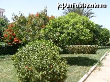 [P04] gradina Desert Inn » foto by radu123
 - 
<span class="allrVoted glyphicon glyphicon-heart hidden" id="av76374"></span>
<a class="m-l-10 hidden" id="sv76374" onclick="voting_Foto_DelVot(,76374,5805)" role="button">șterge vot <span class="glyphicon glyphicon-remove"></span></a>
<a id="v976374" class=" c-red"  onclick="voting_Foto_SetVot(76374)" role="button"><span class="glyphicon glyphicon-heart-empty"></span> <b>LIKE</b> = Votează poza</a> <img class="hidden"  id="f76374W9" src="/imagini/loader.gif" border="0" /><span class="AjErrMes hidden" id="e76374ErM"></span>