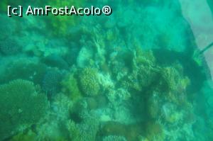 [P14] la o adancime de numai cativa zeci de centimetri puteati admira frumusetile marii Rosii » foto by alunelu69
 - 
<span class="allrVoted glyphicon glyphicon-heart hidden" id="av951408"></span>
<a class="m-l-10 hidden" id="sv951408" onclick="voting_Foto_DelVot(,951408,5806)" role="button">șterge vot <span class="glyphicon glyphicon-remove"></span></a>
<a id="v9951408" class=" c-red"  onclick="voting_Foto_SetVot(951408)" role="button"><span class="glyphicon glyphicon-heart-empty"></span> <b>LIKE</b> = Votează poza</a> <img class="hidden"  id="f951408W9" src="/imagini/loader.gif" border="0" /><span class="AjErrMes hidden" id="e951408ErM"></span>