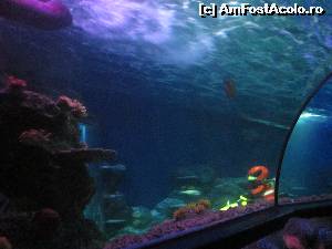 [P37] Legoland Atlantis Sea Life » foto by ariciu*
 - 
<span class="allrVoted glyphicon glyphicon-heart hidden" id="av609926"></span>
<a class="m-l-10 hidden" id="sv609926" onclick="voting_Foto_DelVot(,609926,5812)" role="button">șterge vot <span class="glyphicon glyphicon-remove"></span></a>
<a id="v9609926" class=" c-red"  onclick="voting_Foto_SetVot(609926)" role="button"><span class="glyphicon glyphicon-heart-empty"></span> <b>LIKE</b> = Votează poza</a> <img class="hidden"  id="f609926W9" src="/imagini/loader.gif" border="0" /><span class="AjErrMes hidden" id="e609926ErM"></span>