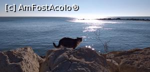 [P27] Una dintre nenumăratele vedete locale ale Balcicului » foto by irinad
 - 
<span class="allrVoted glyphicon glyphicon-heart hidden" id="av1143916"></span>
<a class="m-l-10 hidden" id="sv1143916" onclick="voting_Foto_DelVot(,1143916,5813)" role="button">șterge vot <span class="glyphicon glyphicon-remove"></span></a>
<a id="v91143916" class=" c-red"  onclick="voting_Foto_SetVot(1143916)" role="button"><span class="glyphicon glyphicon-heart-empty"></span> <b>LIKE</b> = Votează poza</a> <img class="hidden"  id="f1143916W9" src="/imagini/loader.gif" border="0" /><span class="AjErrMes hidden" id="e1143916ErM"></span>