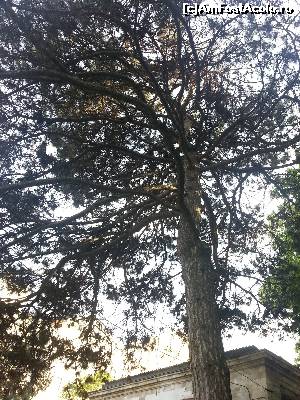 [P04] La intrarea principala in PArcul Valea Morilor te poti adaposti sub coroana ramificata a acestui pin negru » foto by Dan&Ema
 - 
<span class="allrVoted glyphicon glyphicon-heart hidden" id="av619547"></span>
<a class="m-l-10 hidden" id="sv619547" onclick="voting_Foto_DelVot(,619547,5834)" role="button">șterge vot <span class="glyphicon glyphicon-remove"></span></a>
<a id="v9619547" class=" c-red"  onclick="voting_Foto_SetVot(619547)" role="button"><span class="glyphicon glyphicon-heart-empty"></span> <b>LIKE</b> = Votează poza</a> <img class="hidden"  id="f619547W9" src="/imagini/loader.gif" border="0" /><span class="AjErrMes hidden" id="e619547ErM"></span>