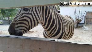 [P04] O zebră dornică de socializare - Grădina Zoologică Chișinău » foto by izabiza
 - 
<span class="allrVoted glyphicon glyphicon-heart hidden" id="av647044"></span>
<a class="m-l-10 hidden" id="sv647044" onclick="voting_Foto_DelVot(,647044,5834)" role="button">șterge vot <span class="glyphicon glyphicon-remove"></span></a>
<a id="v9647044" class=" c-red"  onclick="voting_Foto_SetVot(647044)" role="button"><span class="glyphicon glyphicon-heart-empty"></span> <b>LIKE</b> = Votează poza</a> <img class="hidden"  id="f647044W9" src="/imagini/loader.gif" border="0" /><span class="AjErrMes hidden" id="e647044ErM"></span>