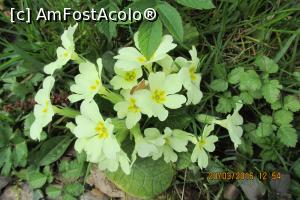 [P15] Floricele de primavara » foto by adri-nico
 - 
<span class="allrVoted glyphicon glyphicon-heart hidden" id="av724127"></span>
<a class="m-l-10 hidden" id="sv724127" onclick="voting_Foto_DelVot(,724127,5840)" role="button">șterge vot <span class="glyphicon glyphicon-remove"></span></a>
<a id="v9724127" class=" c-red"  onclick="voting_Foto_SetVot(724127)" role="button"><span class="glyphicon glyphicon-heart-empty"></span> <b>LIKE</b> = Votează poza</a> <img class="hidden"  id="f724127W9" src="/imagini/loader.gif" border="0" /><span class="AjErrMes hidden" id="e724127ErM"></span>
