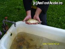 [P03] Unul dintre pestisorii prinsi de sotul meu » foto by andreeab11
 - 
<span class="allrVoted glyphicon glyphicon-heart hidden" id="av77914"></span>
<a class="m-l-10 hidden" id="sv77914" onclick="voting_Foto_DelVot(,77914,5845)" role="button">șterge vot <span class="glyphicon glyphicon-remove"></span></a>
<a id="v977914" class=" c-red"  onclick="voting_Foto_SetVot(77914)" role="button"><span class="glyphicon glyphicon-heart-empty"></span> <b>LIKE</b> = Votează poza</a> <img class="hidden"  id="f77914W9" src="/imagini/loader.gif" border="0" /><span class="AjErrMes hidden" id="e77914ErM"></span>