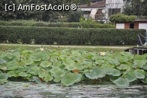 [P04] Croaziera pe Lacul Viverone » foto by Diaura*
 - 
<span class="allrVoted glyphicon glyphicon-heart hidden" id="av1064431"></span>
<a class="m-l-10 hidden" id="sv1064431" onclick="voting_Foto_DelVot(,1064431,5852)" role="button">șterge vot <span class="glyphicon glyphicon-remove"></span></a>
<a id="v91064431" class=" c-red"  onclick="voting_Foto_SetVot(1064431)" role="button"><span class="glyphicon glyphicon-heart-empty"></span> <b>LIKE</b> = Votează poza</a> <img class="hidden"  id="f1064431W9" src="/imagini/loader.gif" border="0" /><span class="AjErrMes hidden" id="e1064431ErM"></span>