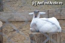 [P13]  -- <small>// FĂRĂ DESCRIERE</small> » foto by elenahelen
 - 
<span class="allrVoted glyphicon glyphicon-heart hidden" id="av309434"></span>
<a class="m-l-10 hidden" id="sv309434" onclick="voting_Foto_DelVot(,309434,5855)" role="button">șterge vot <span class="glyphicon glyphicon-remove"></span></a>
<a id="v9309434" class=" c-red"  onclick="voting_Foto_SetVot(309434)" role="button"><span class="glyphicon glyphicon-heart-empty"></span> <b>LIKE</b> = Votează poza</a> <img class="hidden"  id="f309434W9" src="/imagini/loader.gif" border="0" /><span class="AjErrMes hidden" id="e309434ErM"></span>