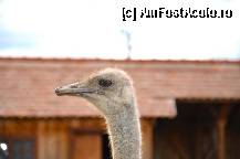 [P17]  -- <small>// FĂRĂ DESCRIERE</small> » foto by elenahelen
 - 
<span class="allrVoted glyphicon glyphicon-heart hidden" id="av309440"></span>
<a class="m-l-10 hidden" id="sv309440" onclick="voting_Foto_DelVot(,309440,5855)" role="button">șterge vot <span class="glyphicon glyphicon-remove"></span></a>
<a id="v9309440" class=" c-red"  onclick="voting_Foto_SetVot(309440)" role="button"><span class="glyphicon glyphicon-heart-empty"></span> <b>LIKE</b> = Votează poza</a> <img class="hidden"  id="f309440W9" src="/imagini/loader.gif" border="0" /><span class="AjErrMes hidden" id="e309440ErM"></span>