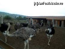 [P26] Ferma de struti » foto by pepsi70ro
 - 
<span class="allrVoted glyphicon glyphicon-heart hidden" id="av269410"></span>
<a class="m-l-10 hidden" id="sv269410" onclick="voting_Foto_DelVot(,269410,5855)" role="button">șterge vot <span class="glyphicon glyphicon-remove"></span></a>
<a id="v9269410" class=" c-red"  onclick="voting_Foto_SetVot(269410)" role="button"><span class="glyphicon glyphicon-heart-empty"></span> <b>LIKE</b> = Votează poza</a> <img class="hidden"  id="f269410W9" src="/imagini/loader.gif" border="0" /><span class="AjErrMes hidden" id="e269410ErM"></span>