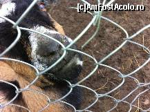 [P03] POZE DIN MINI GRADINA ZOO A DOMENIULUI DANES » foto by bogdan 75
 - 
<span class="allrVoted glyphicon glyphicon-heart hidden" id="av411295"></span>
<a class="m-l-10 hidden" id="sv411295" onclick="voting_Foto_DelVot(,411295,5855)" role="button">șterge vot <span class="glyphicon glyphicon-remove"></span></a>
<a id="v9411295" class=" c-red"  onclick="voting_Foto_SetVot(411295)" role="button"><span class="glyphicon glyphicon-heart-empty"></span> <b>LIKE</b> = Votează poza</a> <img class="hidden"  id="f411295W9" src="/imagini/loader.gif" border="0" /><span class="AjErrMes hidden" id="e411295ErM"></span>