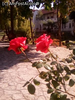 [P17] Dervent. Trandafiri de toamna!  » foto by Floria
 - 
<span class="allrVoted glyphicon glyphicon-heart hidden" id="av942142"></span>
<a class="m-l-10 hidden" id="sv942142" onclick="voting_Foto_DelVot(,942142,5875)" role="button">șterge vot <span class="glyphicon glyphicon-remove"></span></a>
<a id="v9942142" class=" c-red"  onclick="voting_Foto_SetVot(942142)" role="button"><span class="glyphicon glyphicon-heart-empty"></span> <b>LIKE</b> = Votează poza</a> <img class="hidden"  id="f942142W9" src="/imagini/loader.gif" border="0" /><span class="AjErrMes hidden" id="e942142ErM"></span>