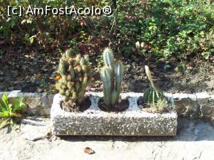 [P09] Dervent-Cactusi infloriti la sfarsit de octombrie.  » foto by Floria
 - 
<span class="allrVoted glyphicon glyphicon-heart hidden" id="av942134"></span>
<a class="m-l-10 hidden" id="sv942134" onclick="voting_Foto_DelVot(,942134,5875)" role="button">șterge vot <span class="glyphicon glyphicon-remove"></span></a>
<a id="v9942134" class=" c-red"  onclick="voting_Foto_SetVot(942134)" role="button"><span class="glyphicon glyphicon-heart-empty"></span> <b>LIKE</b> = Votează poza</a> <img class="hidden"  id="f942134W9" src="/imagini/loader.gif" border="0" /><span class="AjErrMes hidden" id="e942134ErM"></span>