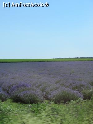 [P12] Lavanda ne încântă privirea din când în când - spre Dobrich.  » foto by tata123 🔱
 - 
<span class="allrVoted glyphicon glyphicon-heart hidden" id="av869222"></span>
<a class="m-l-10 hidden" id="sv869222" onclick="voting_Foto_DelVot(,869222,5875)" role="button">șterge vot <span class="glyphicon glyphicon-remove"></span></a>
<a id="v9869222" class=" c-red"  onclick="voting_Foto_SetVot(869222)" role="button"><span class="glyphicon glyphicon-heart-empty"></span> <b>LIKE</b> = Votează poza</a> <img class="hidden"  id="f869222W9" src="/imagini/loader.gif" border="0" /><span class="AjErrMes hidden" id="e869222ErM"></span>
