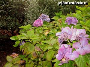 [P21] Poolewe - Inverewe Garden, ultima foto, cu flori brăzdate de picăturile de ploaie » foto by ariciu*
 - 
<span class="allrVoted glyphicon glyphicon-heart hidden" id="av574226"></span>
<a class="m-l-10 hidden" id="sv574226" onclick="voting_Foto_DelVot(,574226,5887)" role="button">șterge vot <span class="glyphicon glyphicon-remove"></span></a>
<a id="v9574226" class=" c-red"  onclick="voting_Foto_SetVot(574226)" role="button"><span class="glyphicon glyphicon-heart-empty"></span> <b>LIKE</b> = Votează poza</a> <img class="hidden"  id="f574226W9" src="/imagini/loader.gif" border="0" /><span class="AjErrMes hidden" id="e574226ErM"></span>